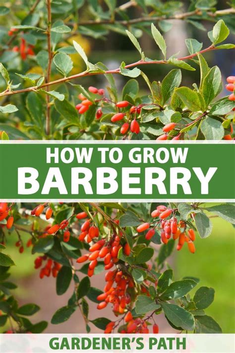 burberry trees|barberry shrubs problems.